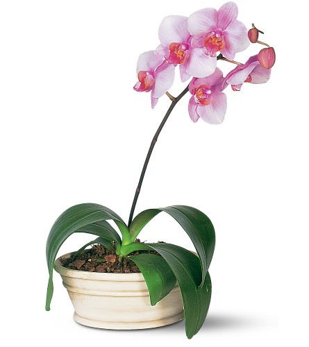 Phalaenopsis Orchid